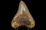 Serrated, Fossil Megalodon Tooth - Indonesia #151823-2